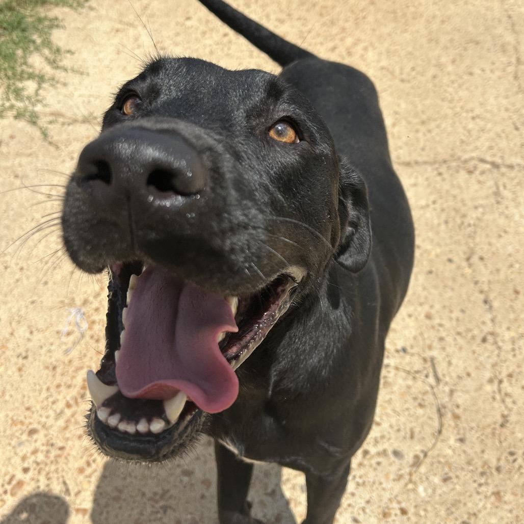 Enlarge Riley, a Adoptable mixed breed in West Point, MS image 6/6