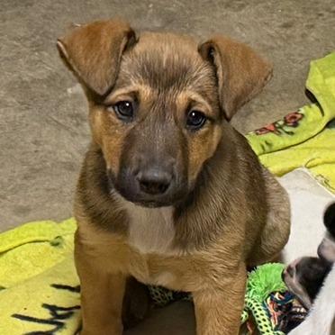 BamBam, a Adoptable mixed breed in Ennis, TX image 1/6