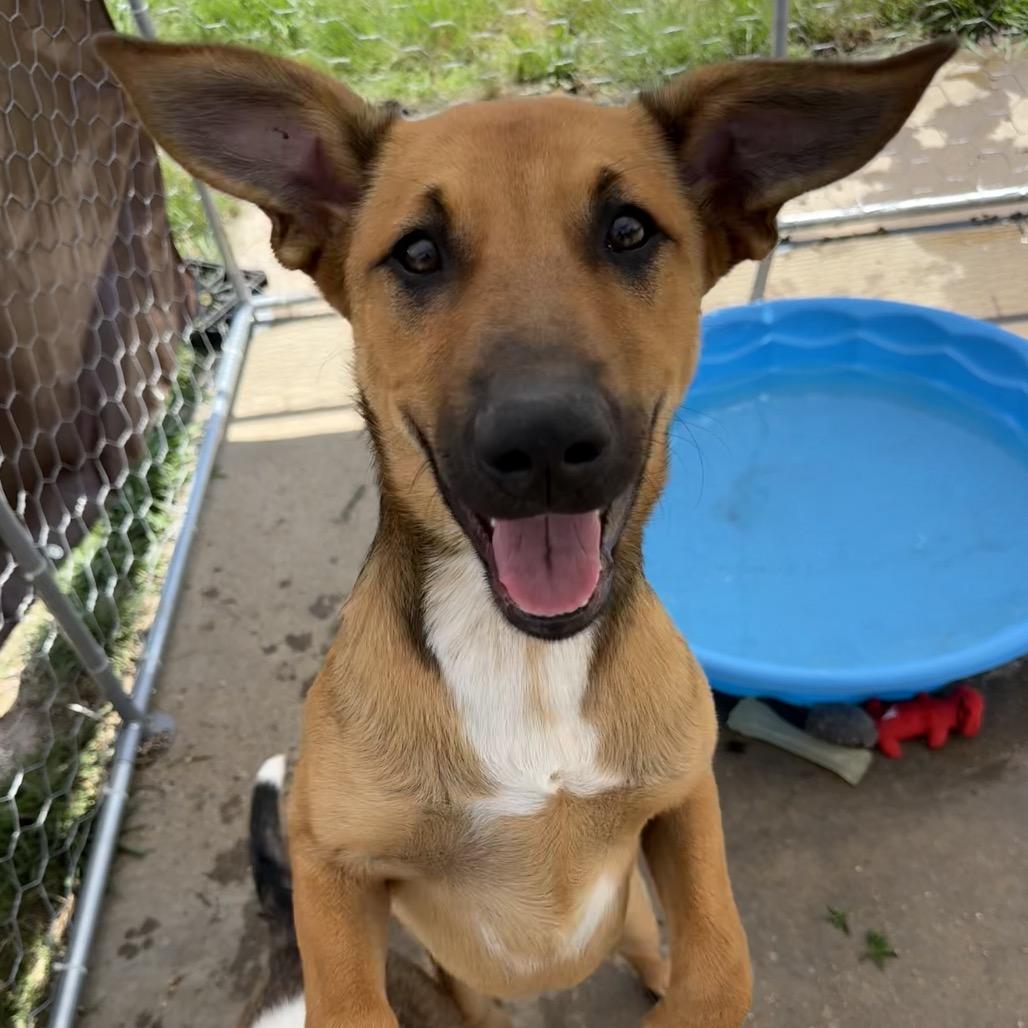 BamBam, a Adoptable mixed breed in Ennis, TX image 2/6