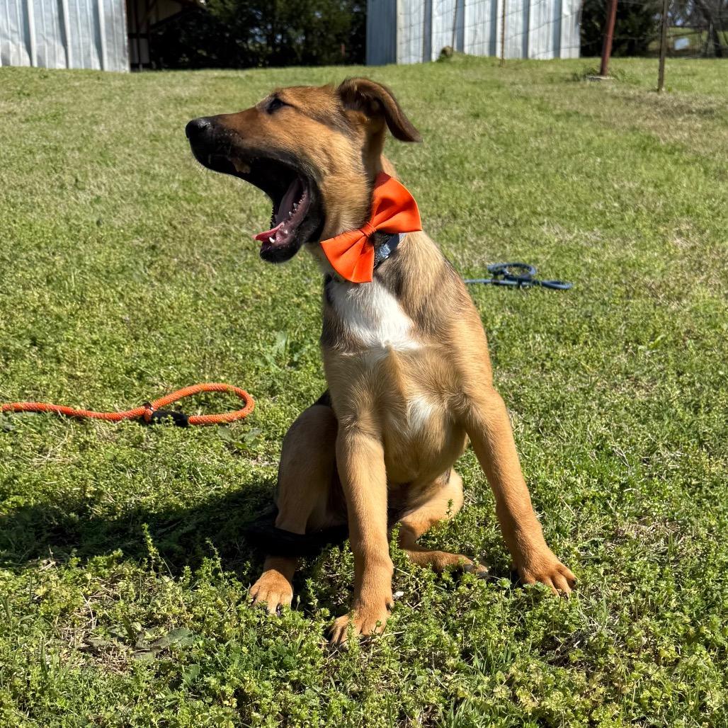 BamBam, a Adoptable mixed breed in Ennis, TX image 2/6