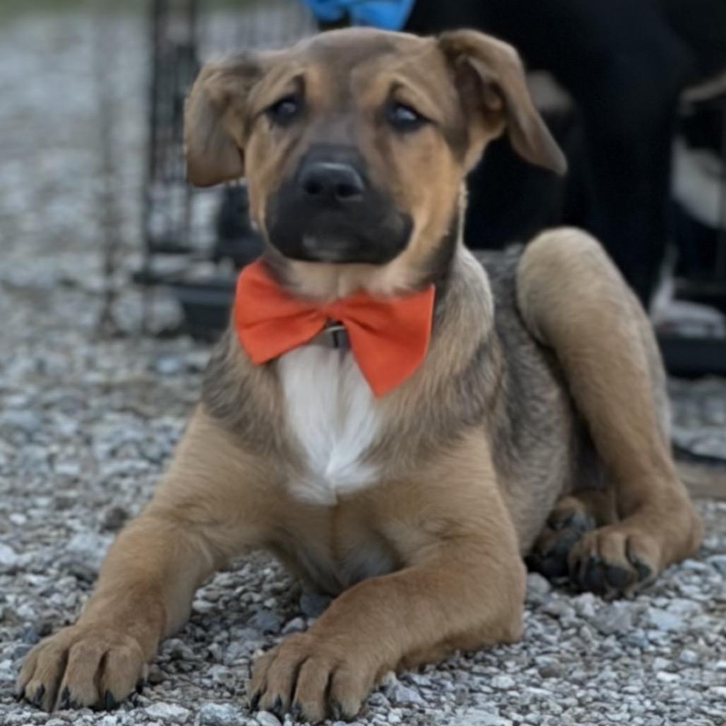 BamBam, a Adoptable mixed breed in Ennis, TX image 4/6