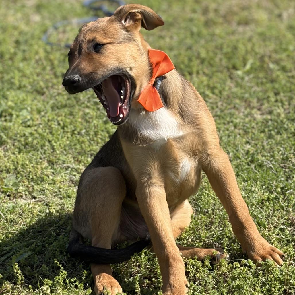 BamBam, a Adoptable mixed breed in Ennis, TX image 3/6