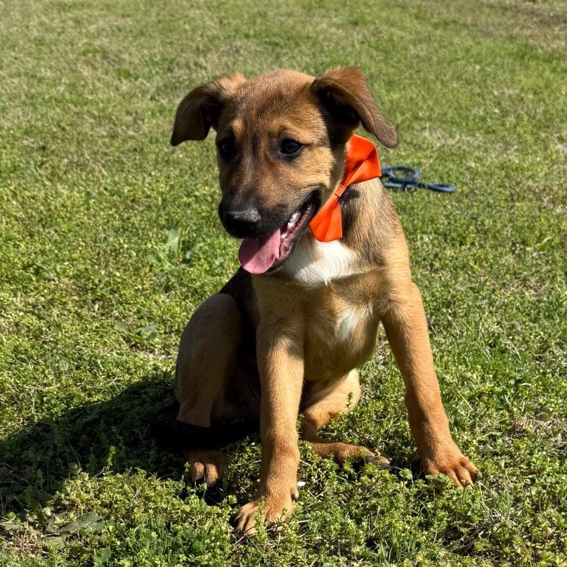 BamBam, Adoptable, Puppy Male Shepherd & Border Collie.
