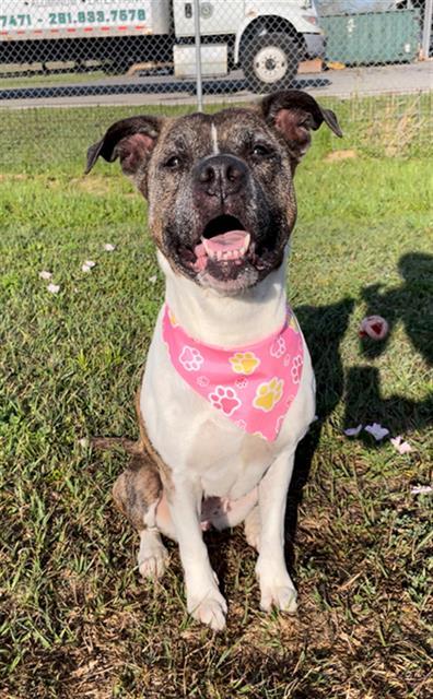 TARGE'T, Adoptable, Adult Female Staffordshire Bull Terrier & Labrador Retriever.