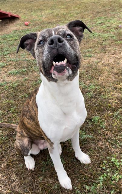 Enlarge TARGE'T, a Adoptable mixed breed in Rosenberg, TX image 1/1