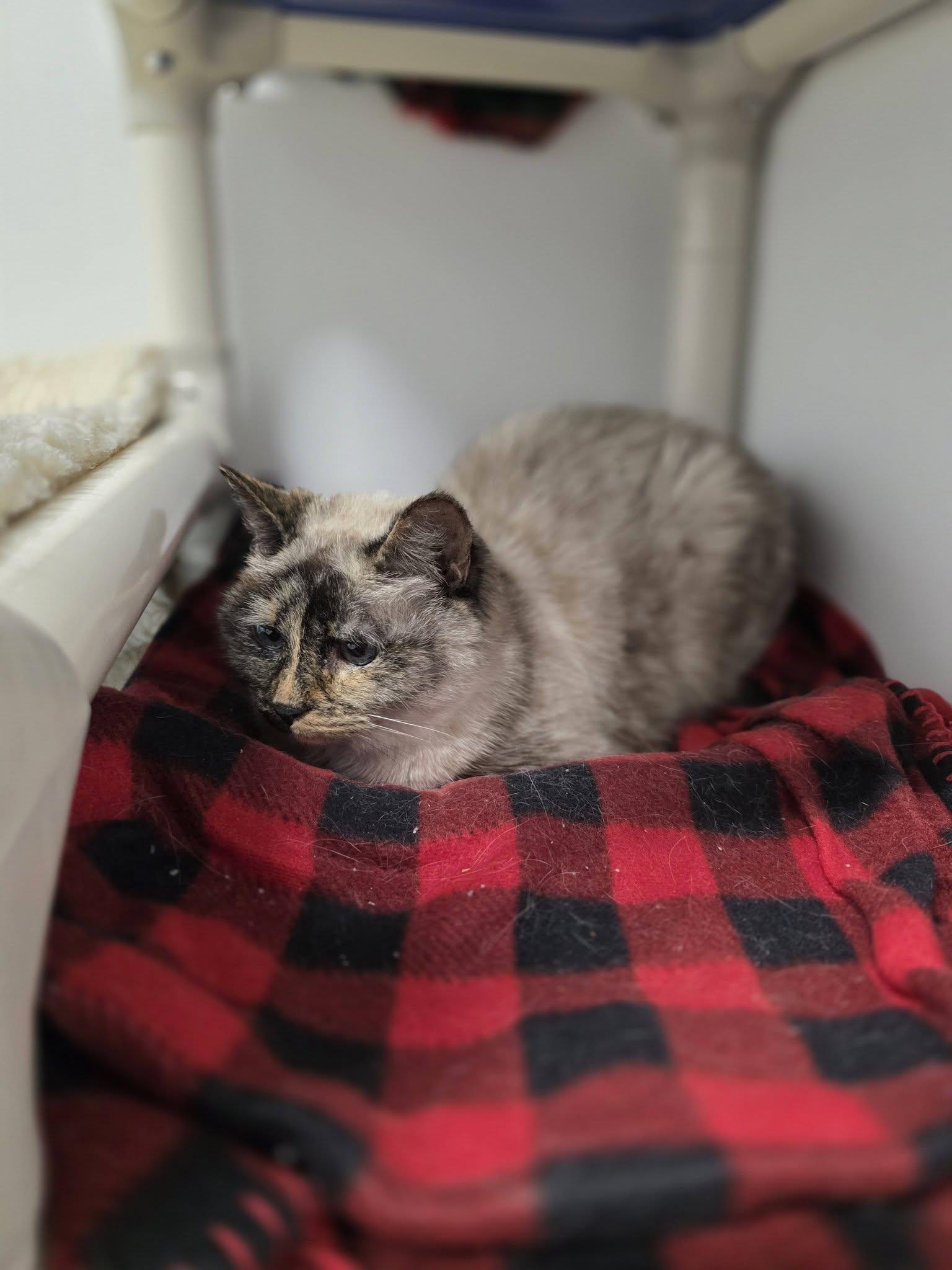 Enlarge Boo, a ADOPTABLE Siamese in Shelby, MI image 1/2