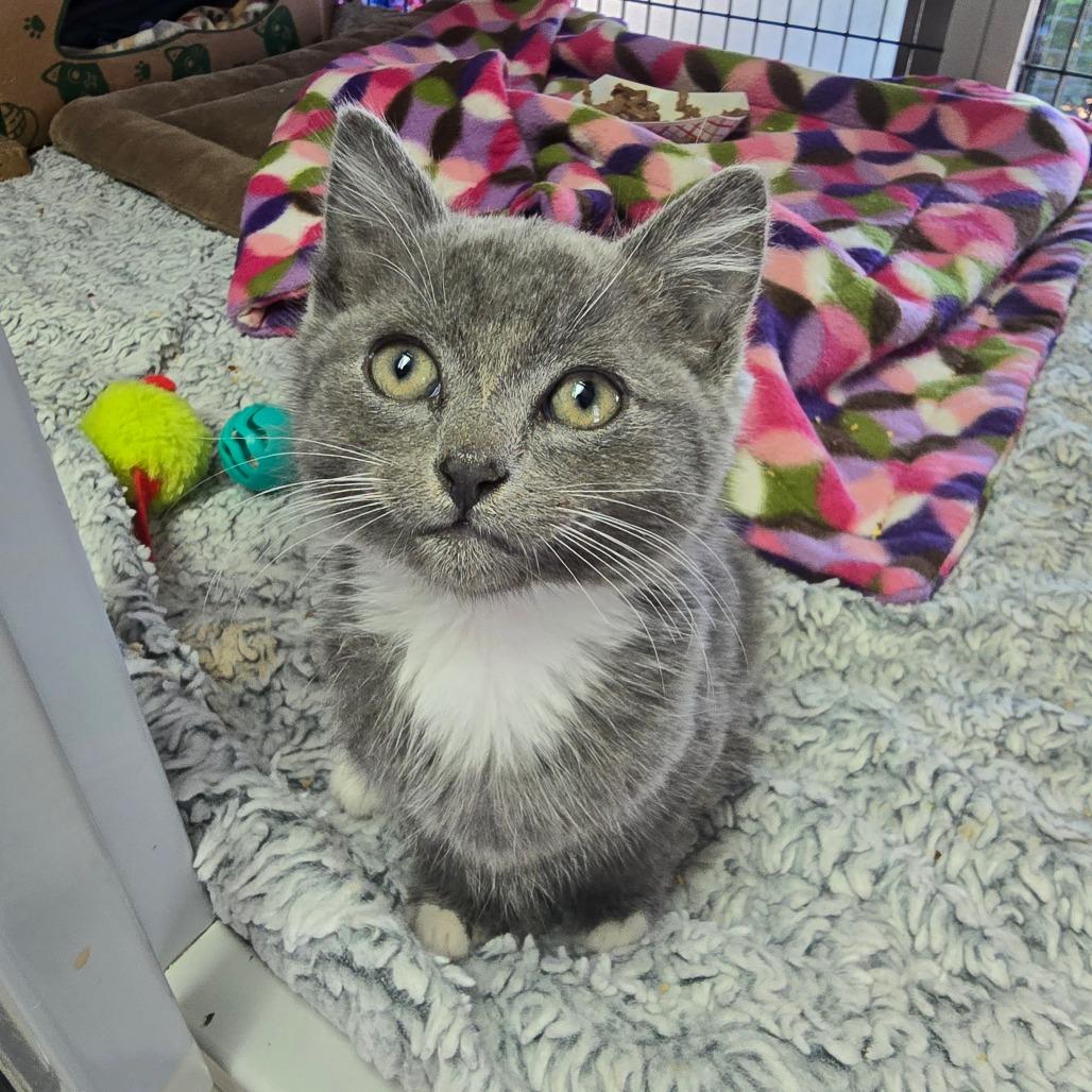 Bruno Mars, Adoptable, Kitten Male Domestic Short Hair.
