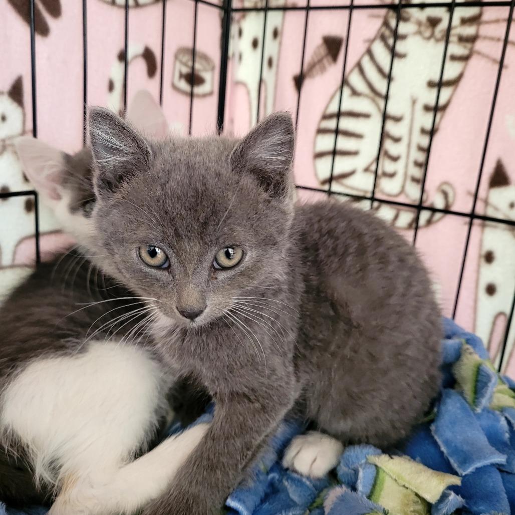 Enlarge Bruno Mars, a Adoptable Domestic Short Hair in Allyn, WA image 2/2