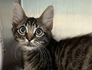 THE BRAIN, Adoptable, Kitten Male Domestic Medium Hair.
