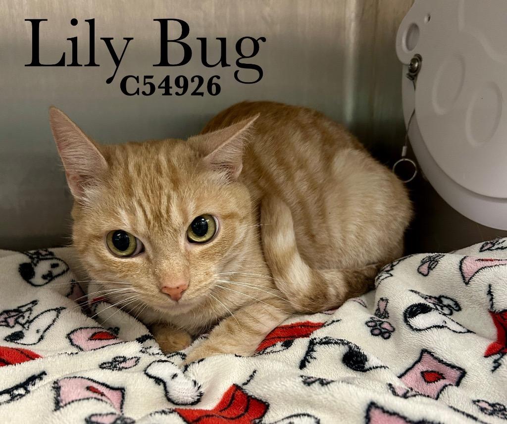 Lily Bug, Adoptable, Senior Female Domestic Short Hair.
