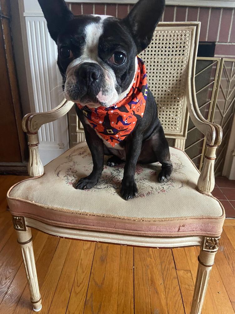 Magnolia, Adoptable, Young Female Boston Terrier & French Bulldog.