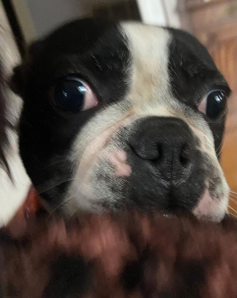 Enlarge Magnolia, a Adoptable mixed breed in Jackson, TN image 3/6