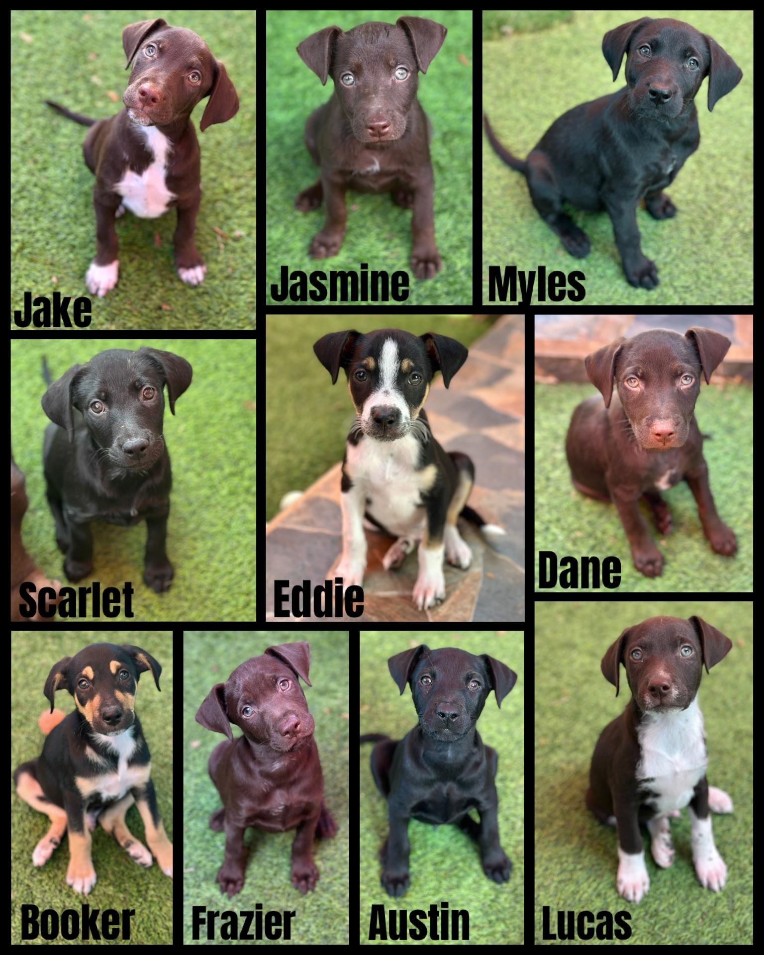 Maggie's Litter, an adopted mixed breed in Glendale, AZ image 1/2
