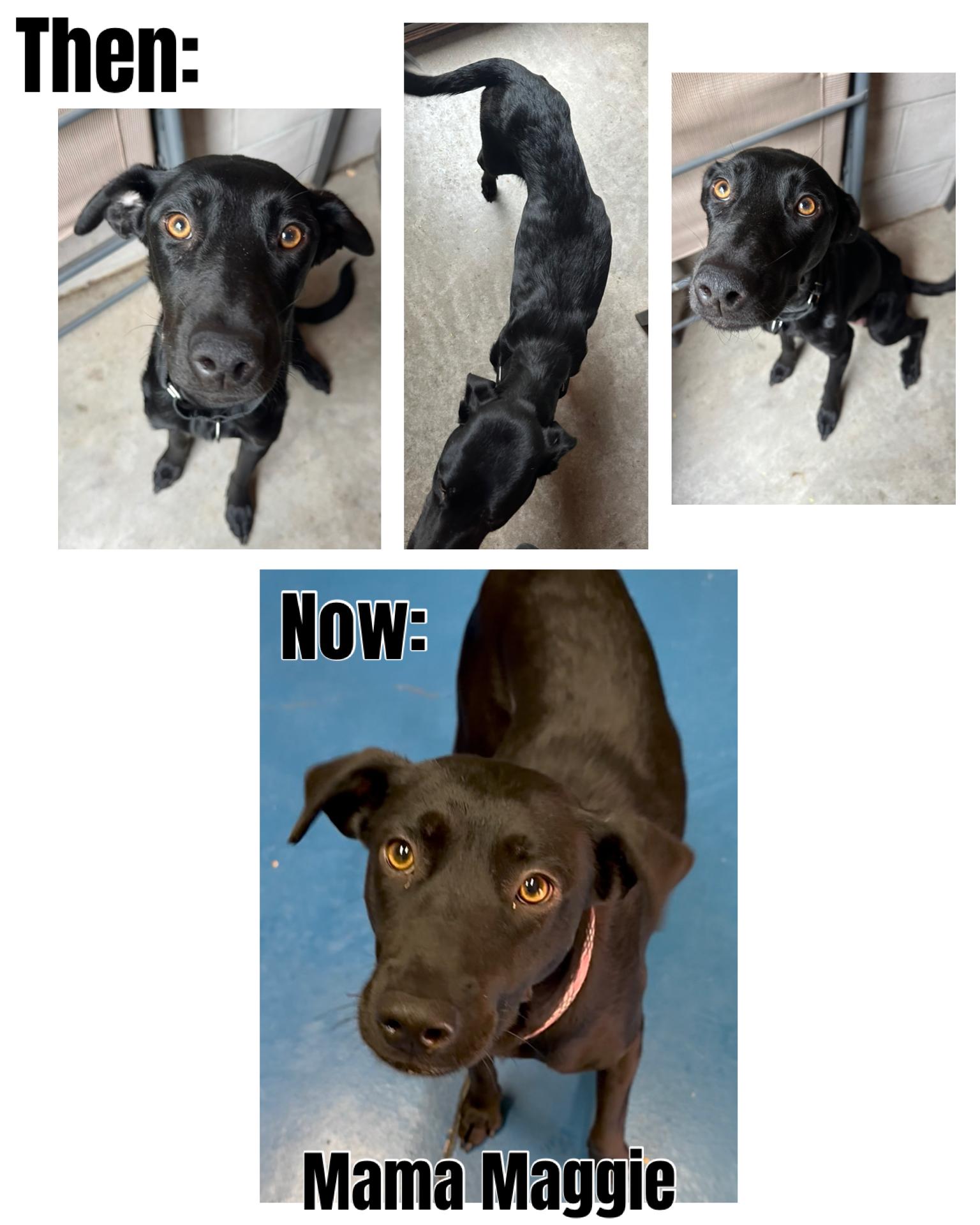 Maggie's Litter, an adopted mixed breed in Glendale, AZ image 2/2