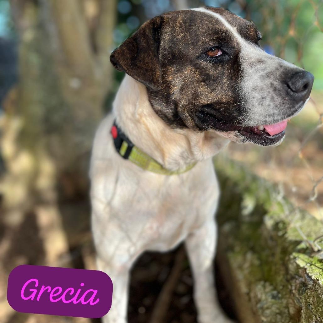 Enlarge Grecia, a Adoptable mixed breed in Vieques, PR image 1/1