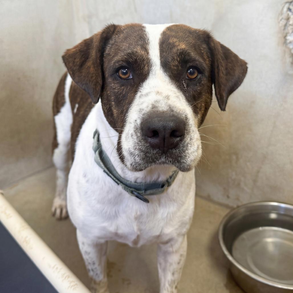 Enlarge Grecia, a Adoptable mixed breed in Vieques, PR image 2/3