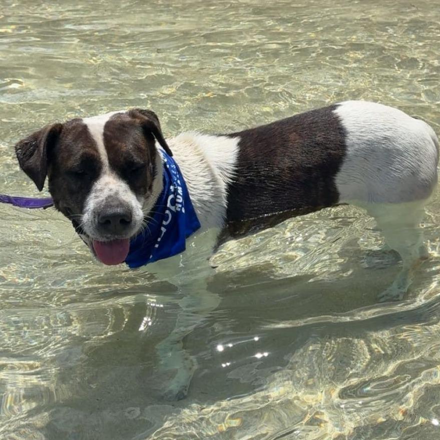 Enlarge Grecia, a Adoptable mixed breed in Vieques, PR image 2/2