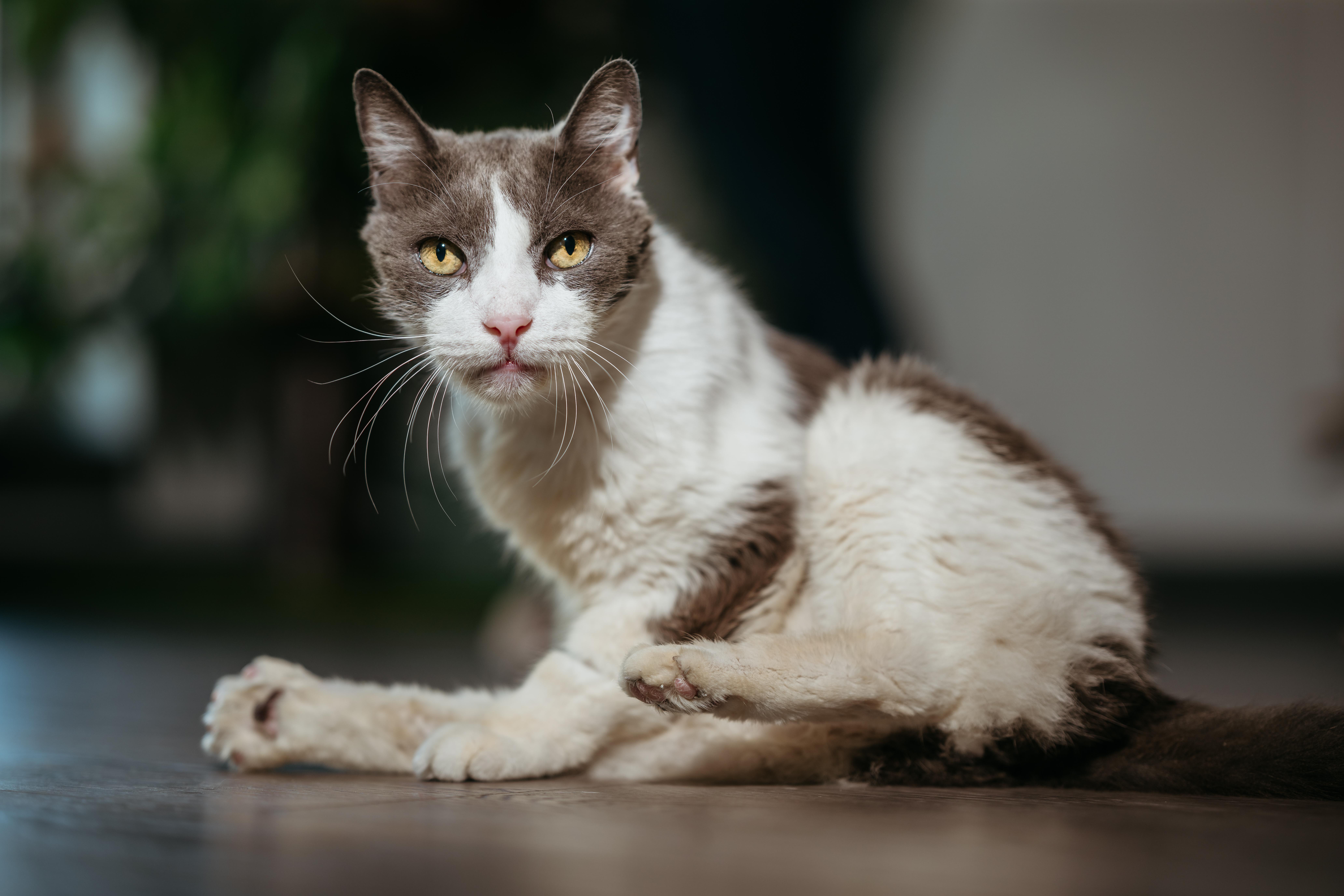 Bruiser, ADOPTABLE, Senior Male Domestic Short Hair.
