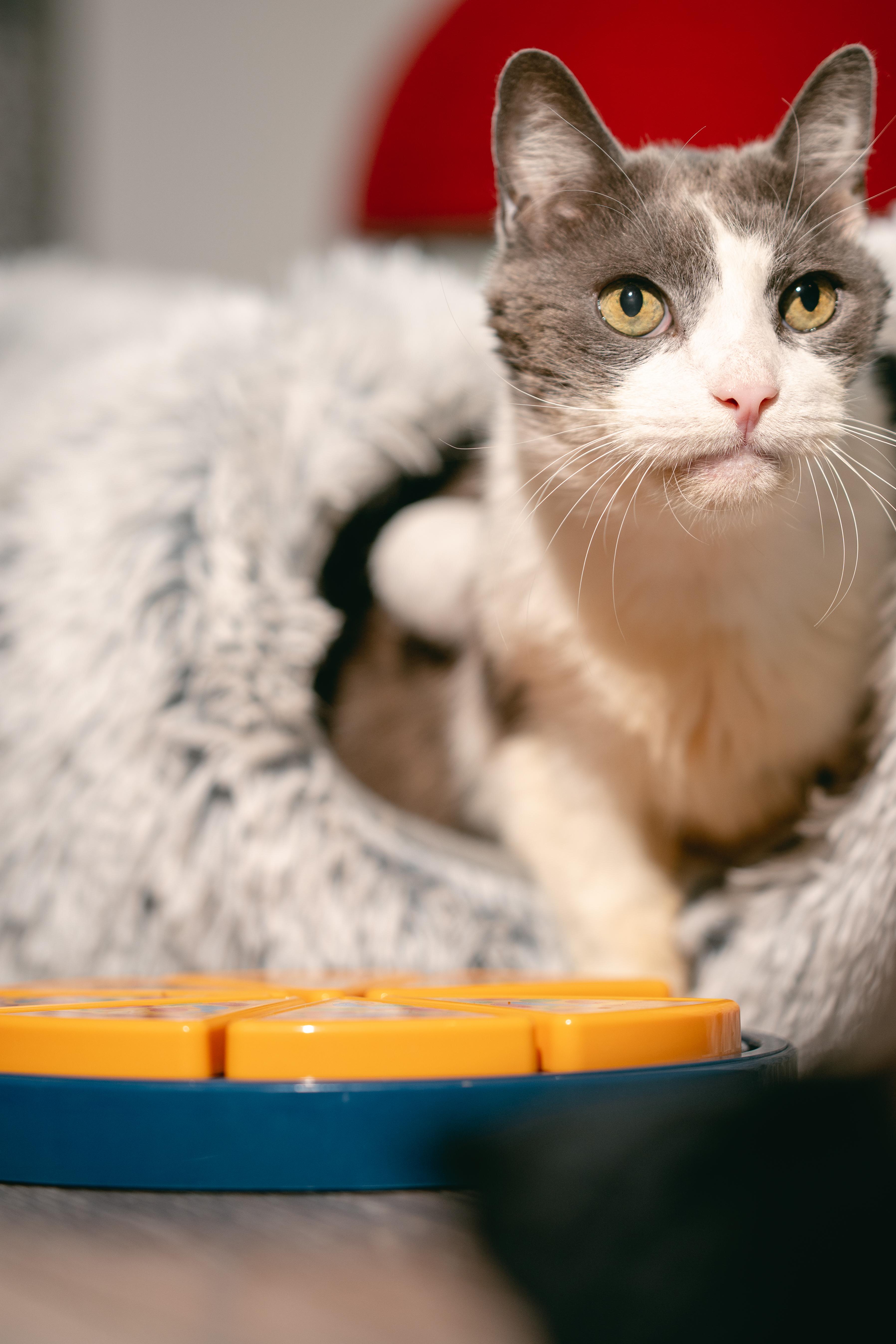 Enlarge Bruiser, a ADOPTABLE Domestic Short Hair in Harwinton, CT image 2/2