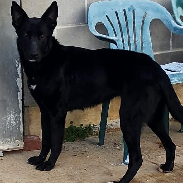 TWIGS, ADOPTABLE, Adult Female German Shepherd Dog.