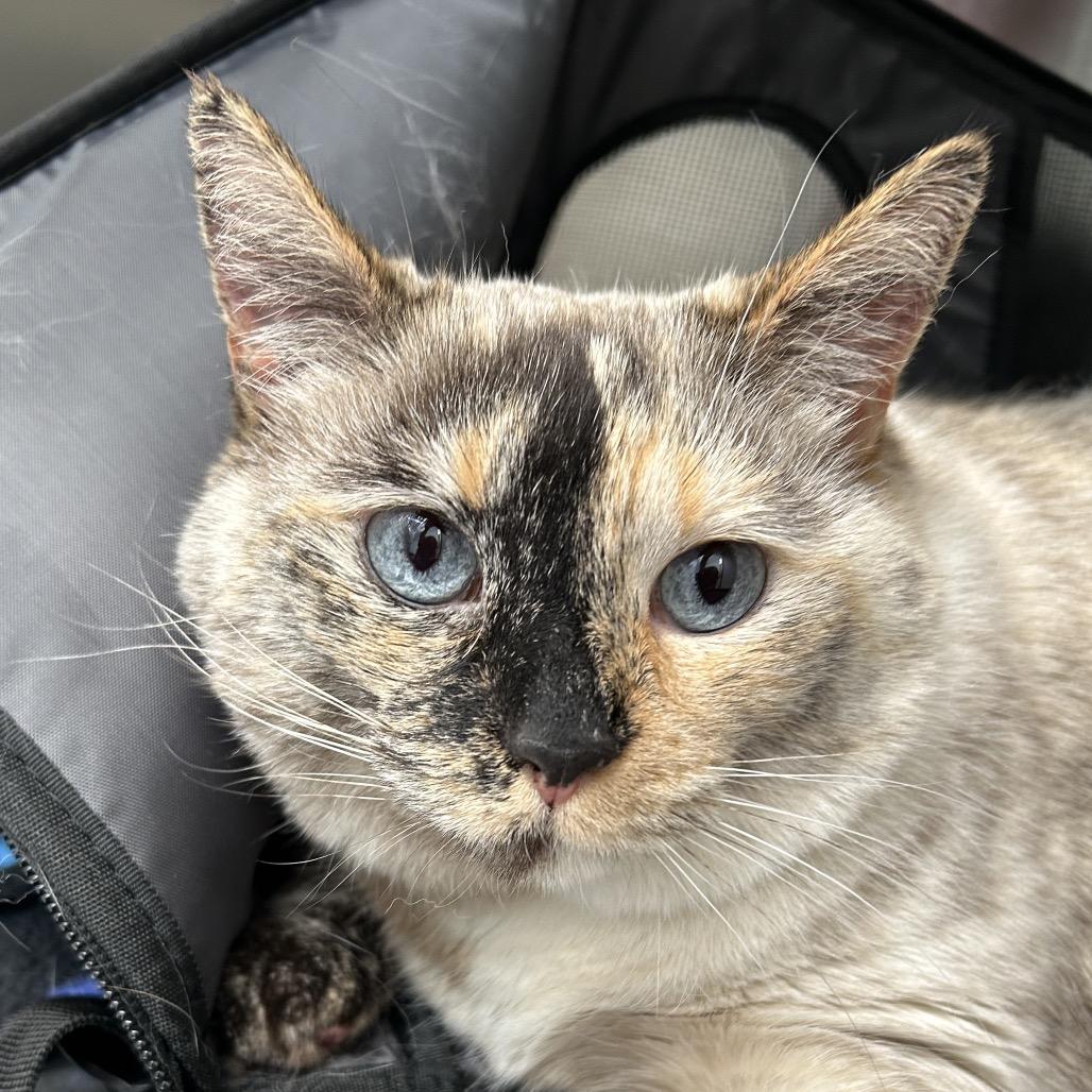 Oakley — thumbnail 2