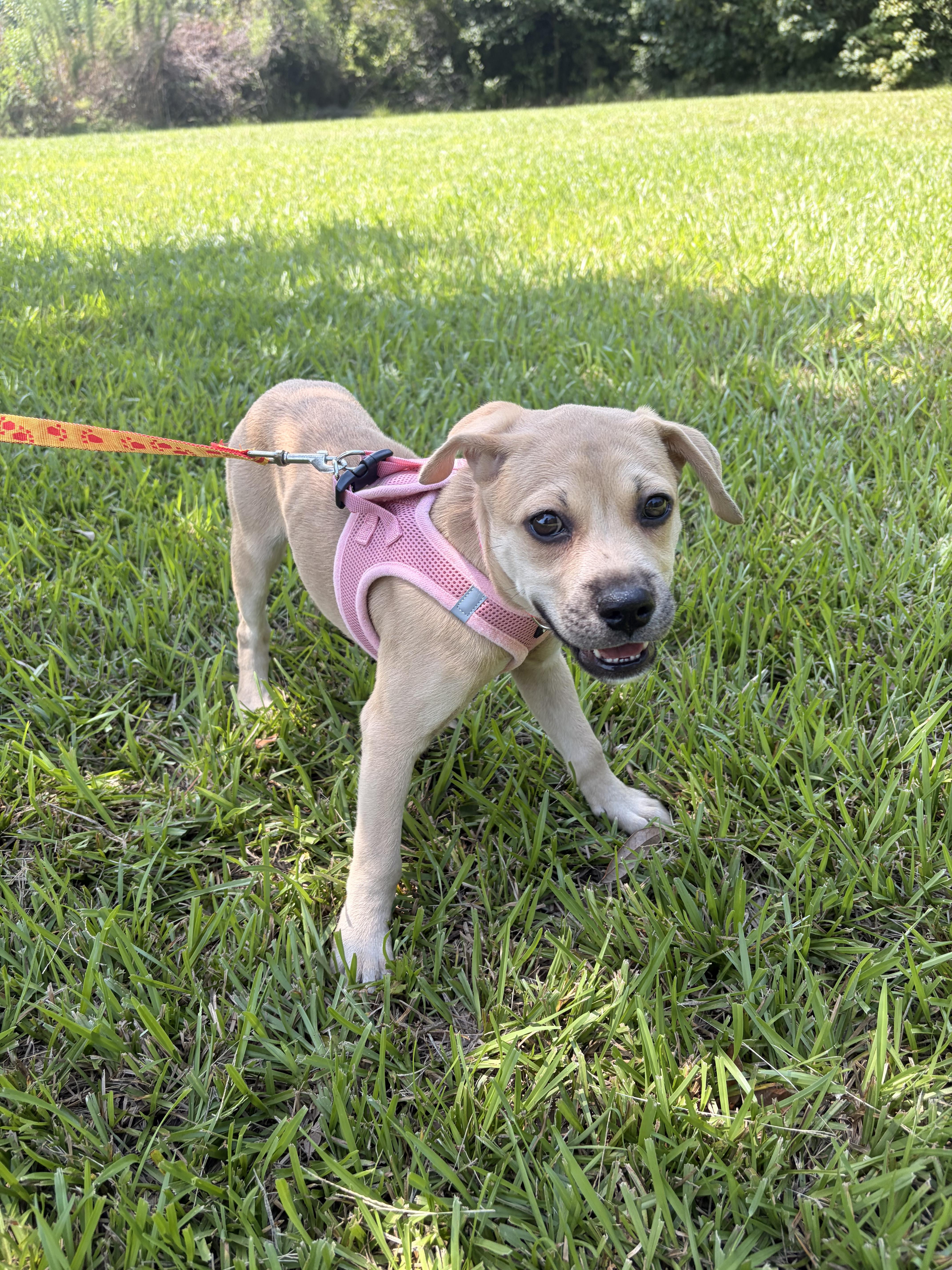Marina, Adoptable, Puppy Female Hound & Beagle.
