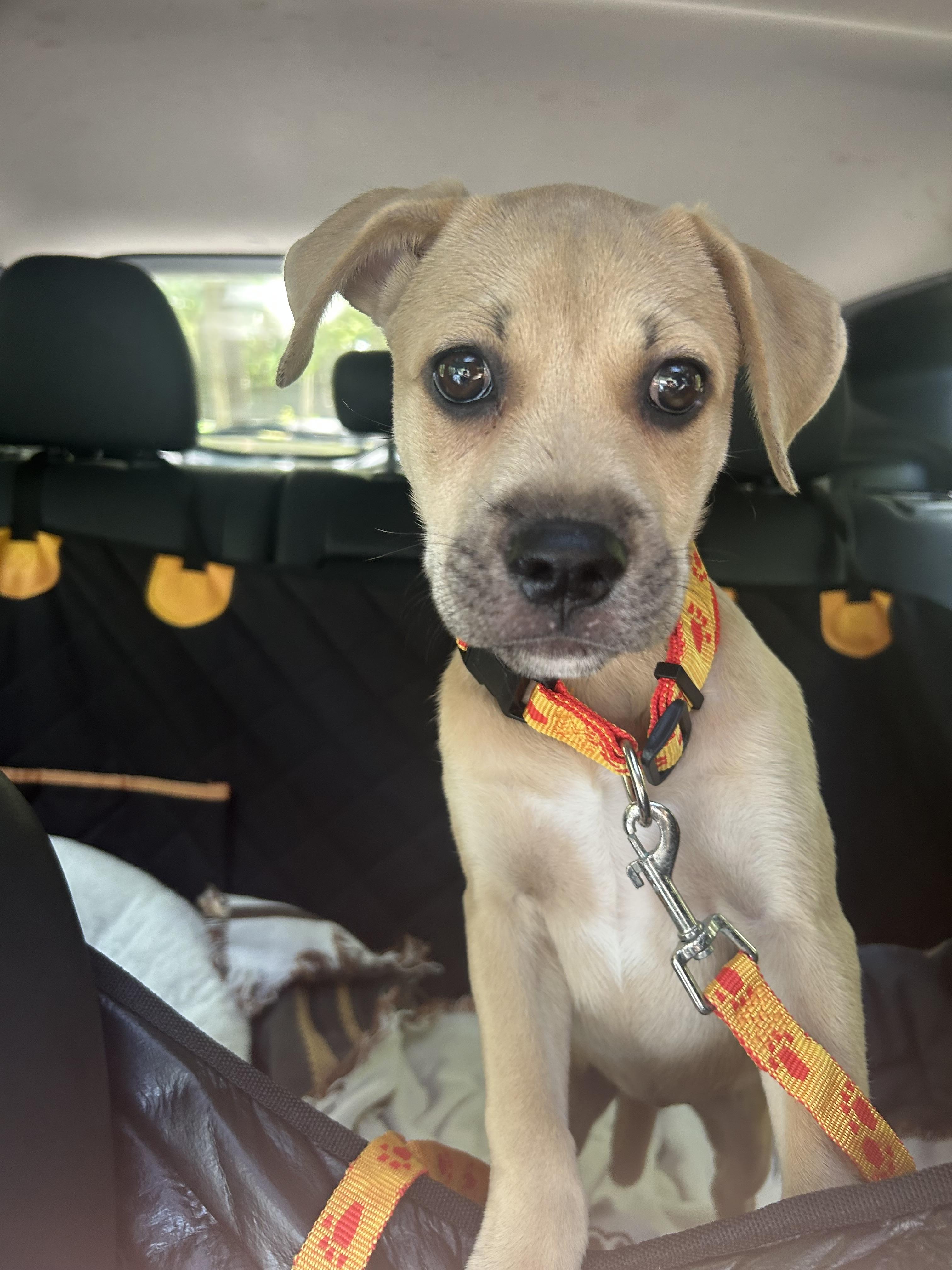 Marina, a Adoptable mixed breed in Winnabow, NC image 2/6