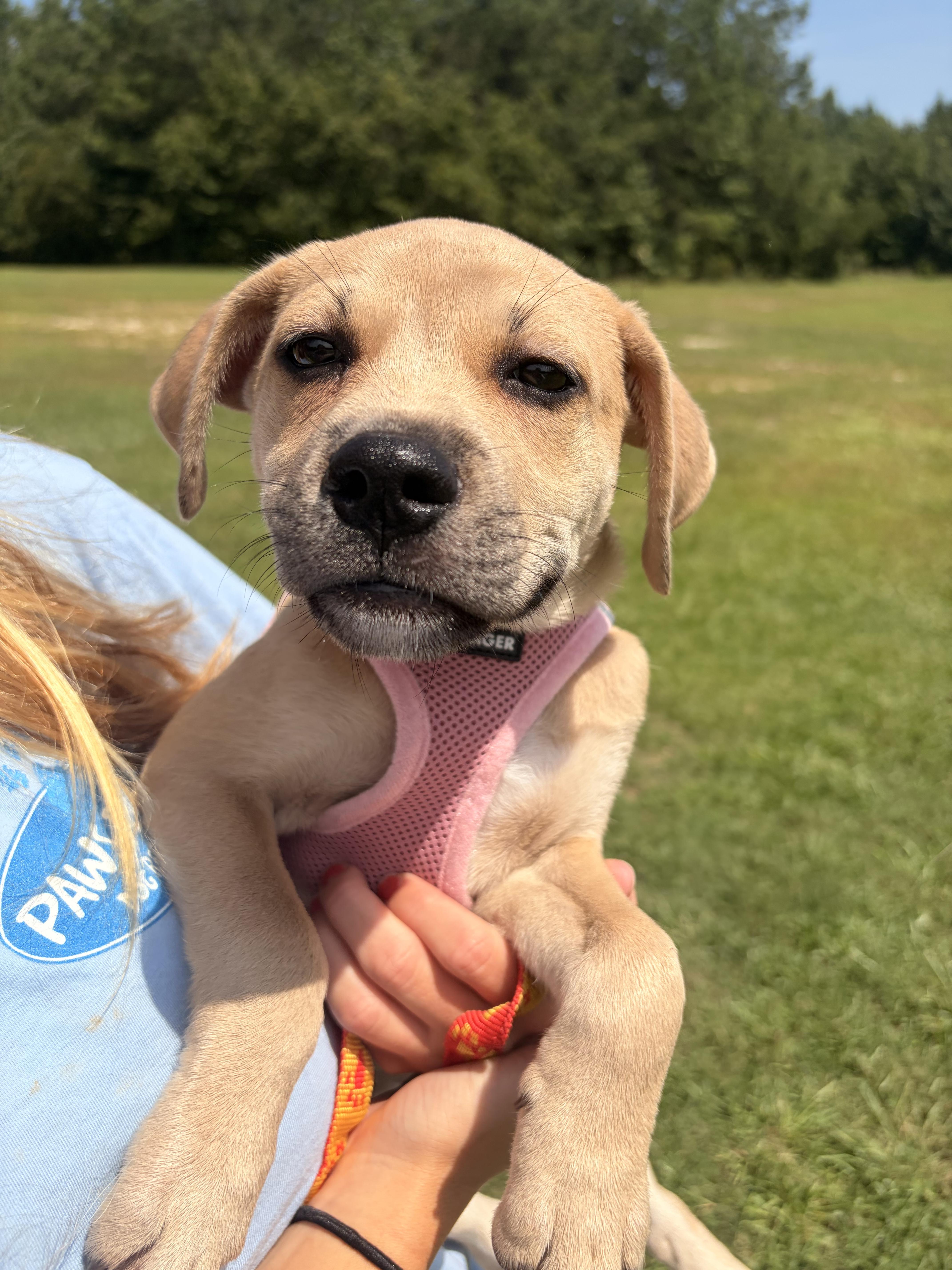 Marina, a Adoptable mixed breed in Winnabow, NC image 3/6