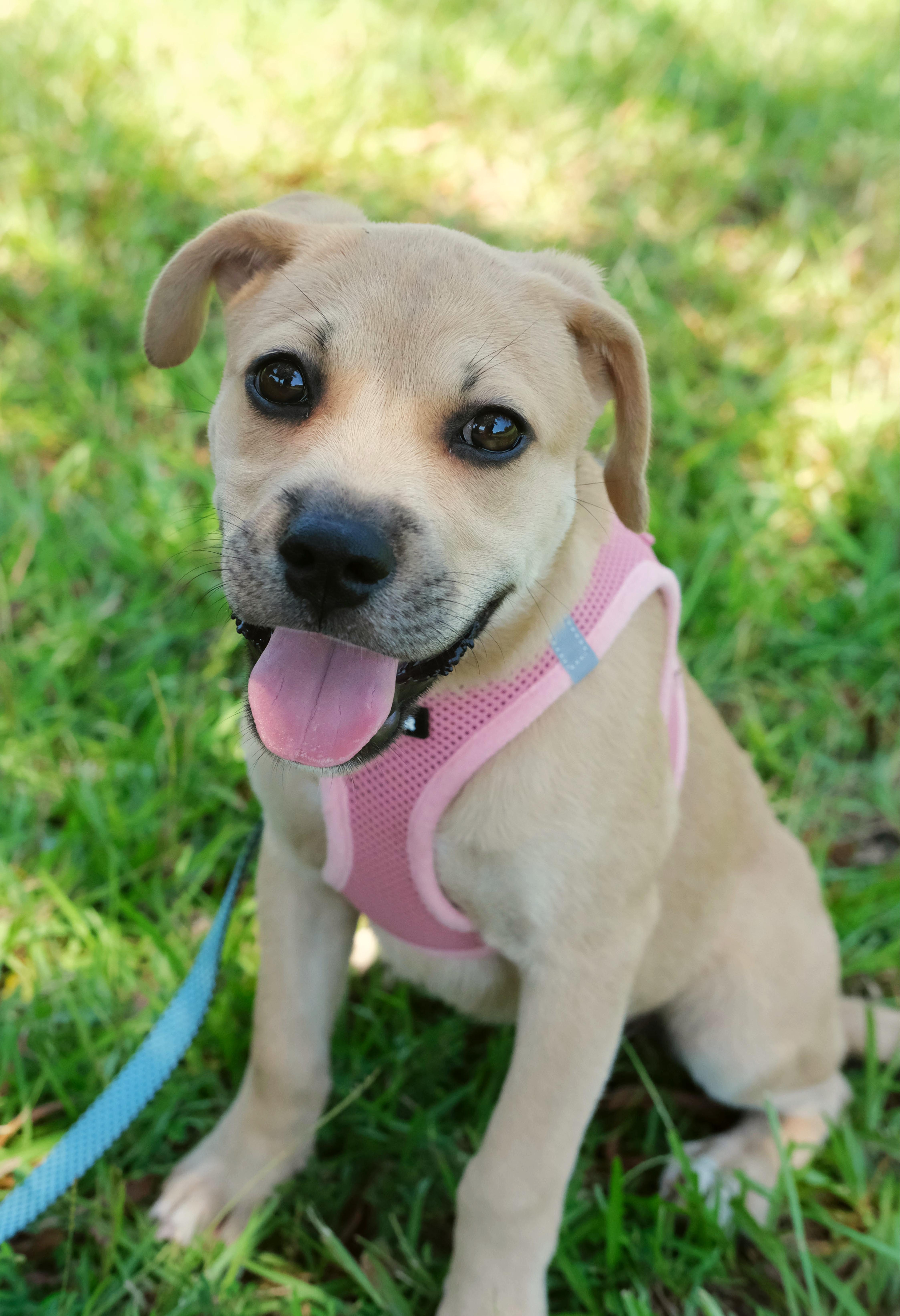 Marina, a Adoptable mixed breed in Winnabow, NC image 5/6