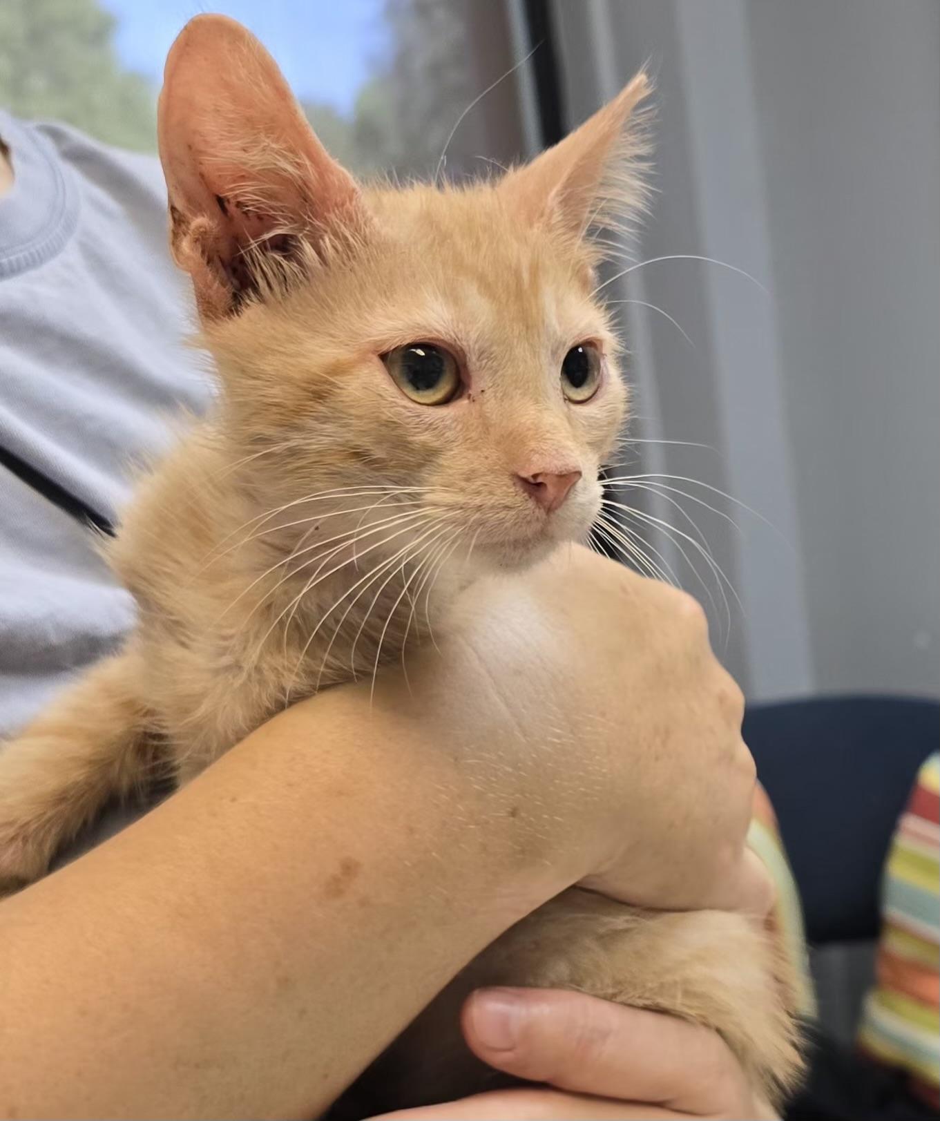 Sonny (Grover), Adoptable, Young Male Domestic Short Hair.