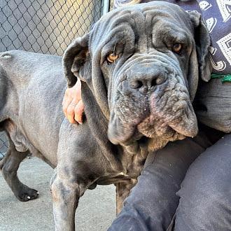 Enlarge Blue, a Adoptable Neapolitan Mastiff in Oswego, IL image 1/5