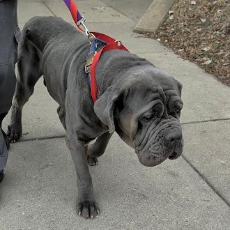 Enlarge Blue, a Adoptable Neapolitan Mastiff in Oswego, IL image 2/5