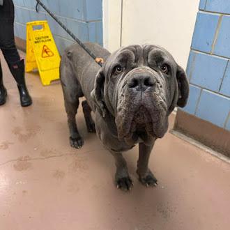 Enlarge Blue, a Adoptable Neapolitan Mastiff in Oswego, IL image 3/5
