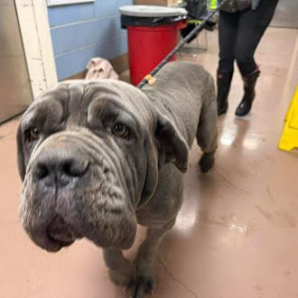 Enlarge Blue, a Adoptable Neapolitan Mastiff in Oswego, IL image 4/5