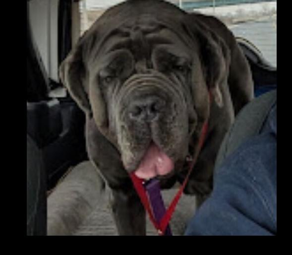 Enlarge Blue, a Adoptable Neapolitan Mastiff in Oswego, IL image 5/5