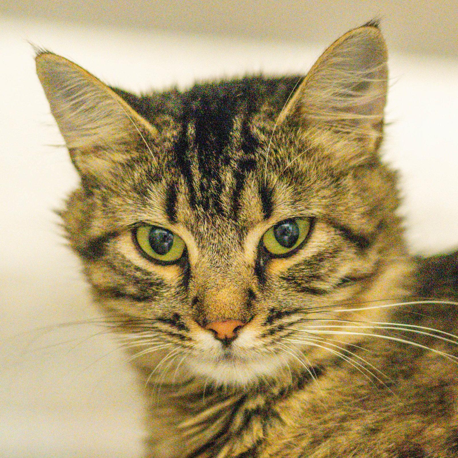Razzmatazz, Adopted, Adult Female Domestic Medium Hair.