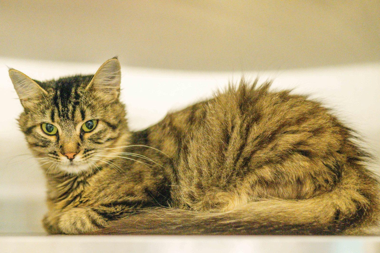 Enlarge Razzmatazz, a Adopted Domestic Medium Hair in Hilton Head Island, SC image 2/2