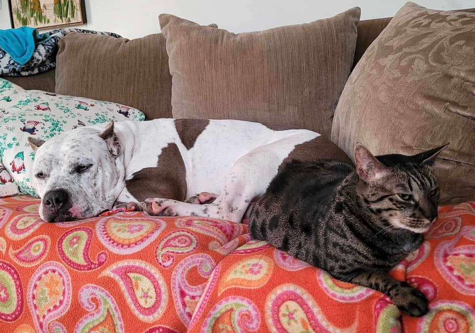 Enlarge Bruce, a Adopted American Bully in Yorktown, VA image 1/12