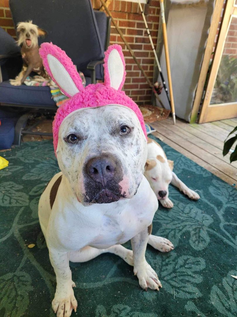 Enlarge Bruce, a Adopted American Bully in Yorktown, VA image 2/12