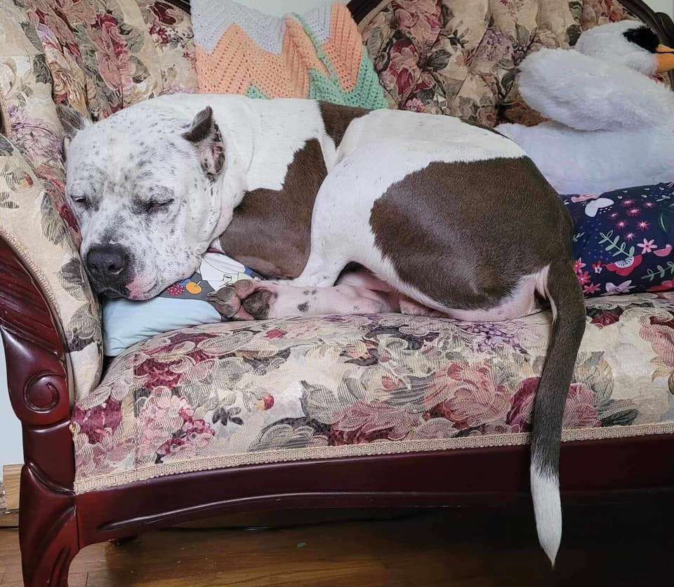 Enlarge Bruce, a Adopted American Bully in Yorktown, VA image 3/12