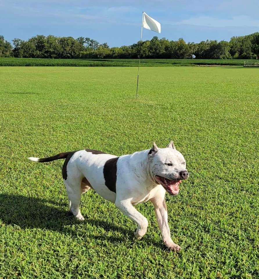 Enlarge Bruce, a Adopted American Bully in Yorktown, VA image 4/12
