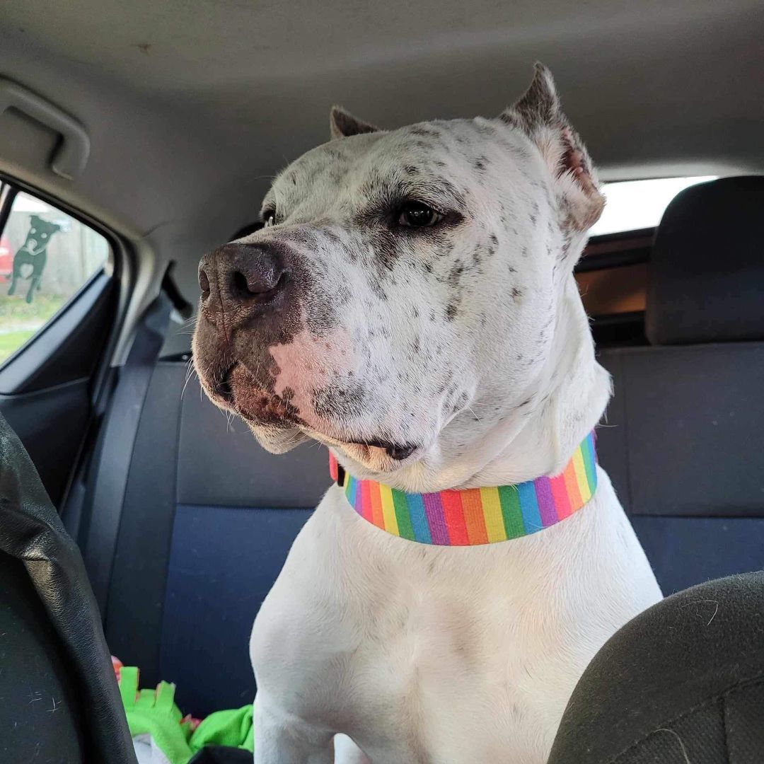 Enlarge Bruce, a Adopted American Bully in Yorktown, VA image 5/12