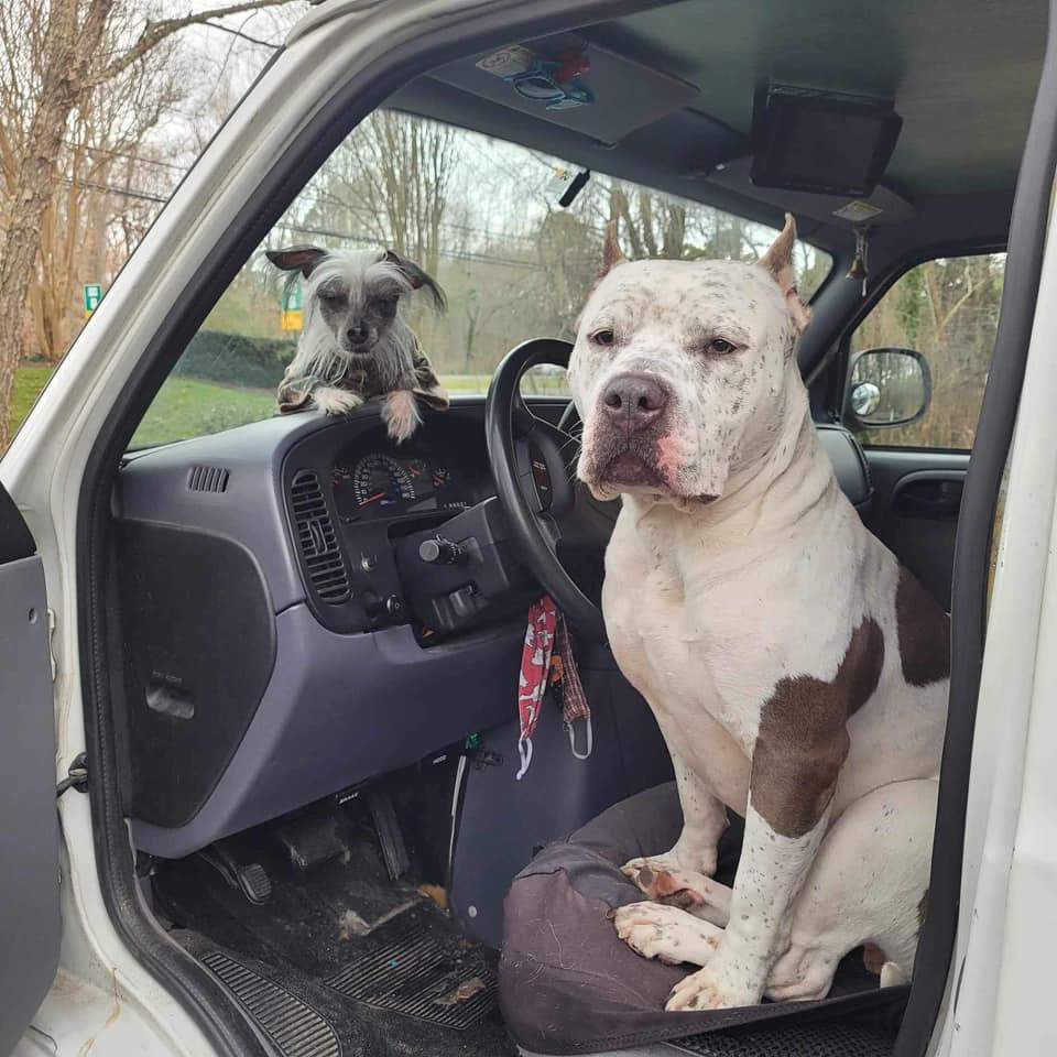 Enlarge Bruce, a Adopted American Bully in Yorktown, VA image 6/12