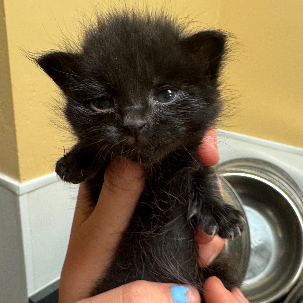 Enlarge FWT Stitches (Kitten 1), a Adoptable Domestic Short Hair in Midland, TX image 1/1