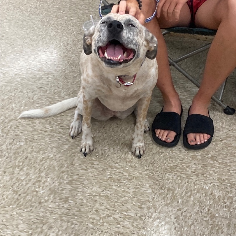 Freckles, a Adoptable mixed breed in Plano, TX image 1/5