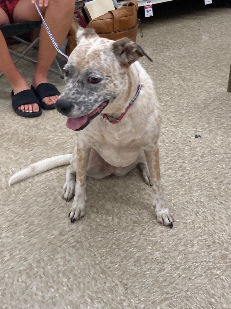 Freckles, a Adoptable mixed breed in Plano, TX image 2/5