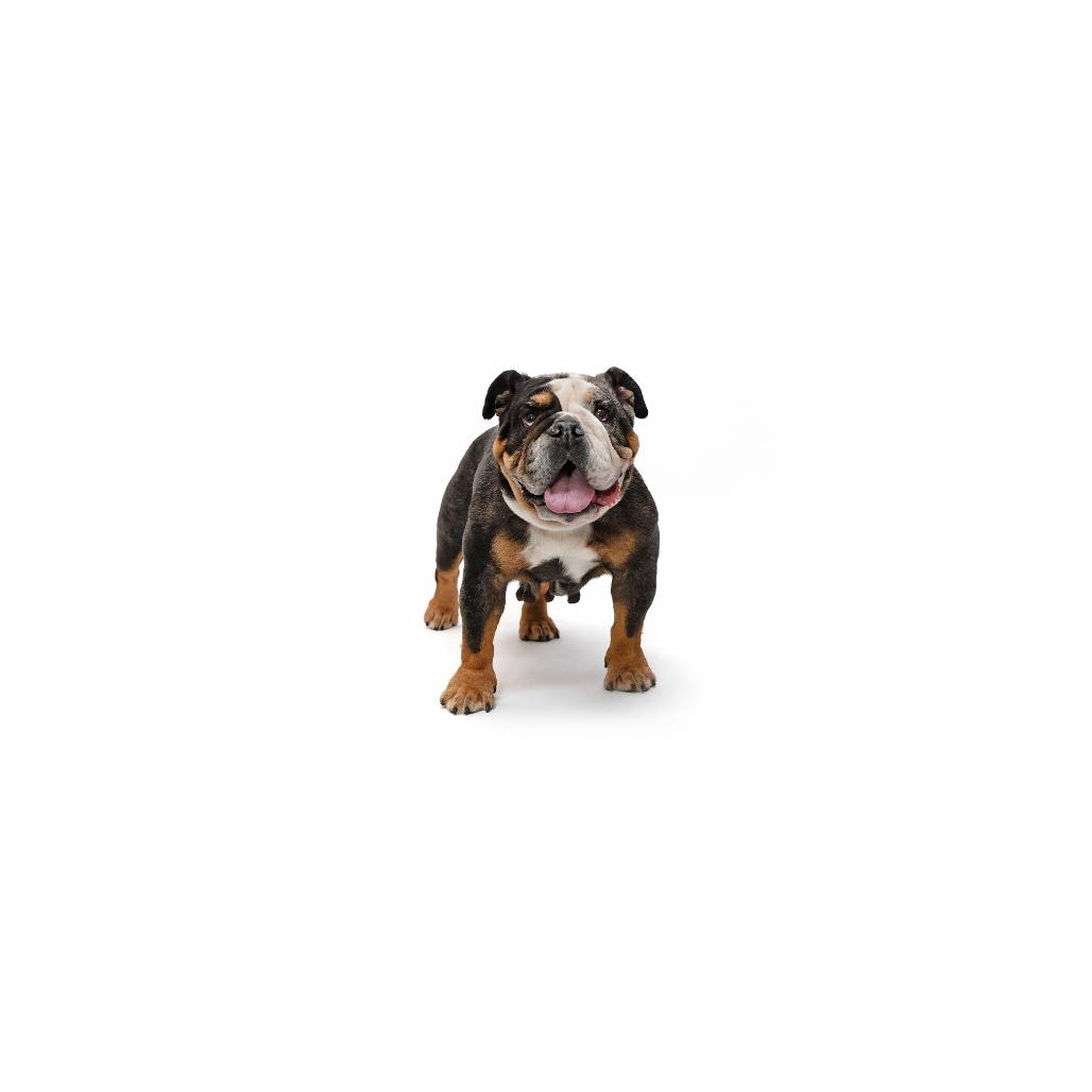 Ms. Ruby, Adoptable, Adult Female English Bulldog.