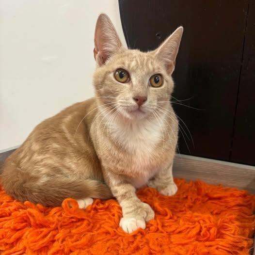 Enlarge Elliot @ Fat Cat Cafe, a ADOPTABLE Domestic Short Hair in Tallahassee, FL image 1/1