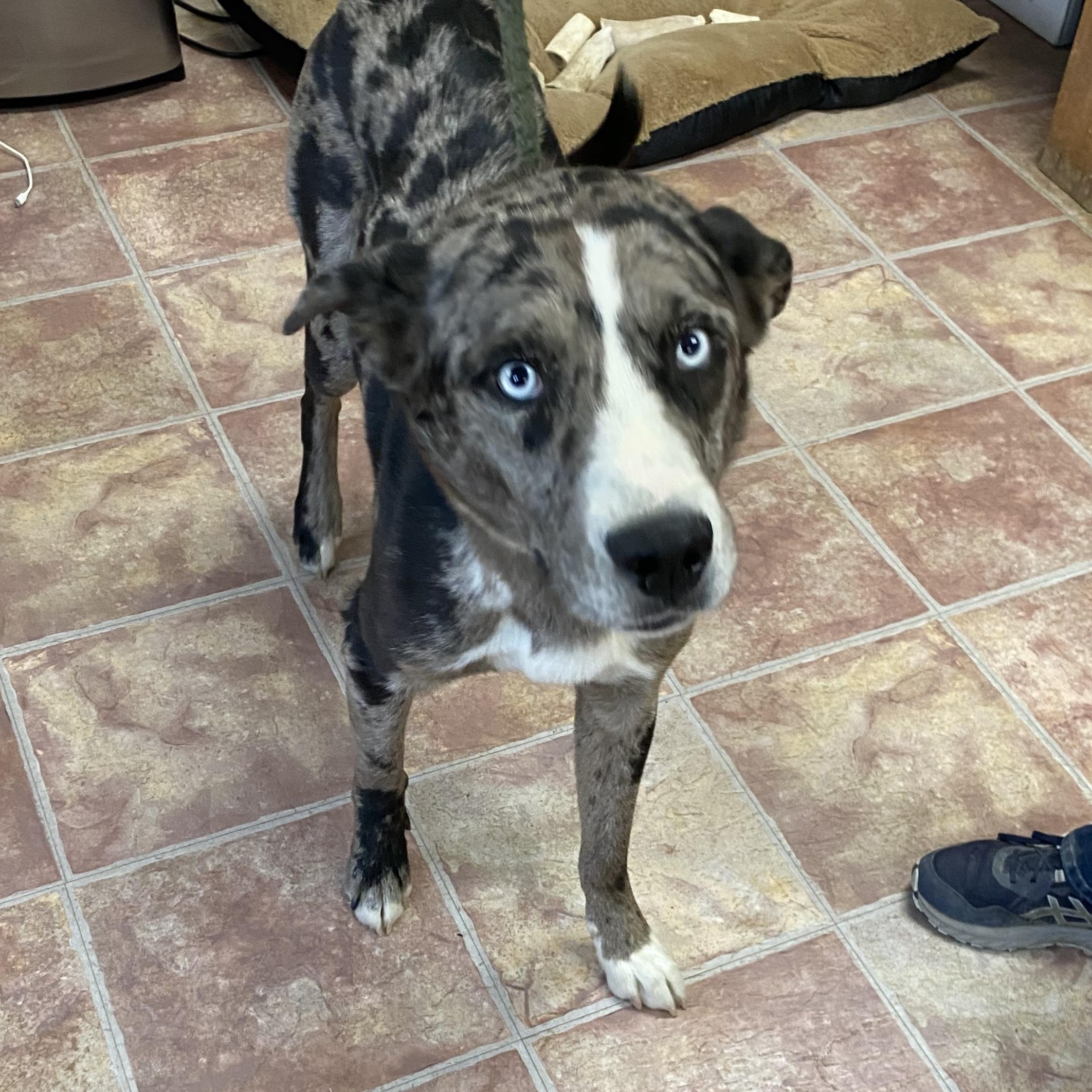 Lamar, a ADOPTABLE mixed breed in Choteau, MT image 2/2
