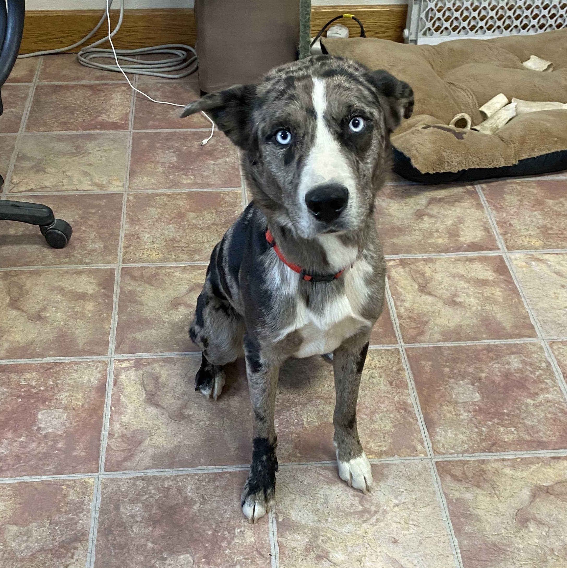 Lamar, ADOPTABLE, Young Male Husky & Australian Shepherd.